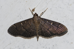 Pramadea lunalis