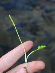 Botrychium simplex compositum