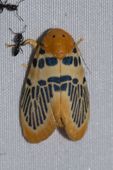Stigmatophora palmata