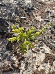 Euphorbia floridana