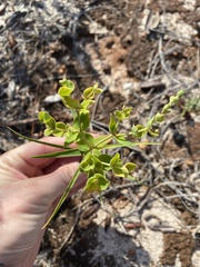 Euphorbia floridana