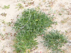 Anthyllis vulneraria iberica