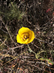 Calochortus clavatus