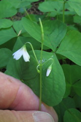 Oxalis trilliifolia