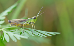 Pseudochorthippus montanus