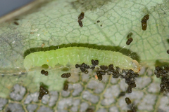 Olethreutes griseoalbana