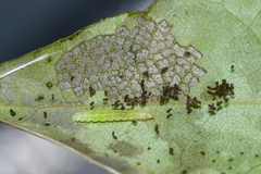 Olethreutes griseoalbana