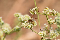 Polistes dorsalis californicus