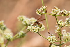 Polistes dorsalis californicus