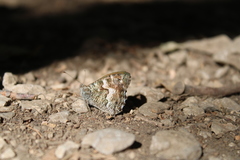 Hipparchia pellucida