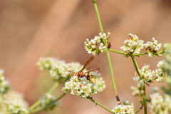Polistes dorsalis californicus