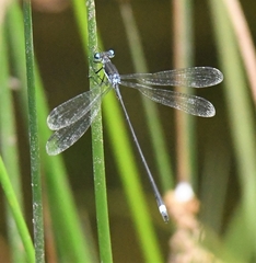 Lestes vigilax