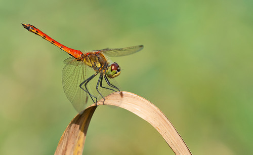 Spotted Darter, weerribben, photo 7 of 10