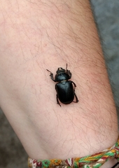 Lucanus placidus