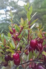 Gaultheria poeppigii