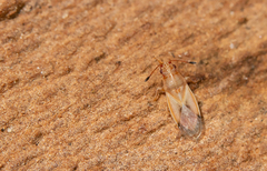 Cymus claviculus