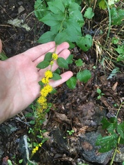Solidago sphacelata