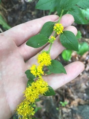 Solidago sphacelata