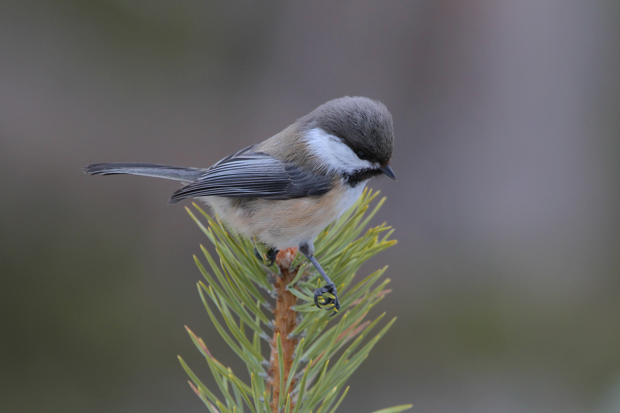Siberian Tit (Poecile cinctus)