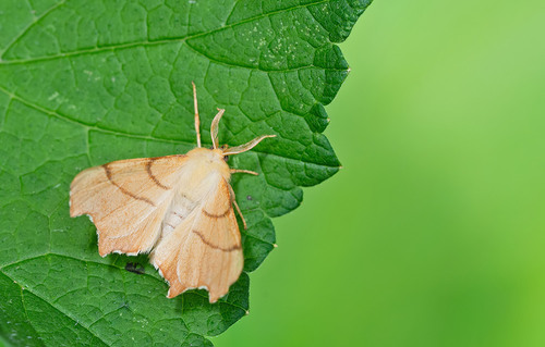 September Thorn, udenhout, photo 9 of 10