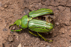 Chrysina gloriosa