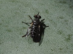 Atomosia melanopogon