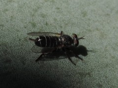 Atomosia melanopogon