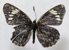 Chlosyne melanarge