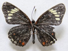 Chlosyne melanarge