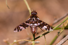 Exoprosopa caliptera