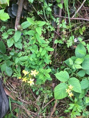 Hypericum humifusum