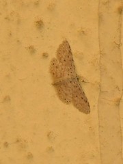 Perixera illepidaria