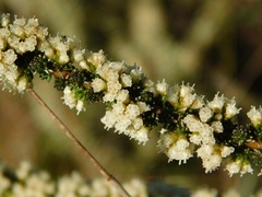 Ifloga repens