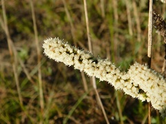 Ifloga repens