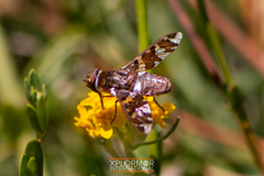 Exoprosopa caliptera