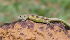 Rainbow Whiptail photo 4