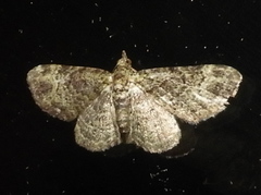 Pasiphila rectangulata