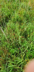 Polygonum
