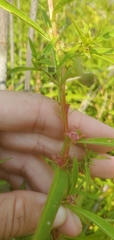 Ludwigia polycarpa