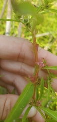 Ludwigia polycarpa