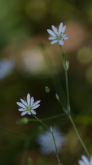 Stellaria graminea
