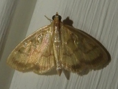 Crocidophora tuberculalis