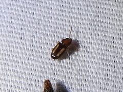 Laemophloeus terminalis