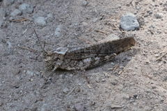 Circotettix shastanus