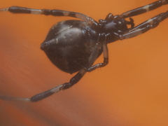 Episinus