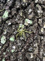 Tillandsia recurvata image