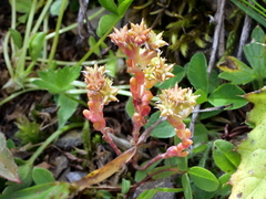 Sedum atratum