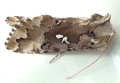 Autographa corusca
