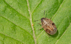 Neottiglossa pusilla