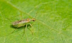 Dicyphus epilobii